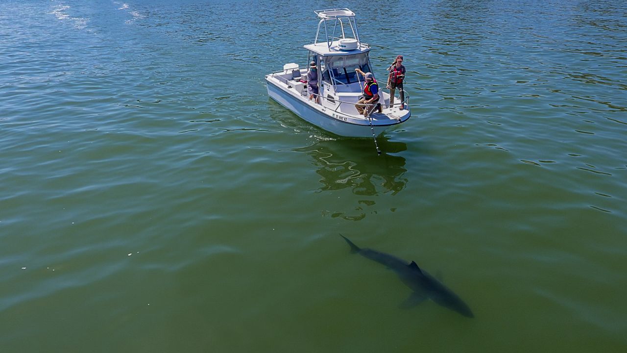 Great white shark tagging in Santa Cruz, California, July 2024