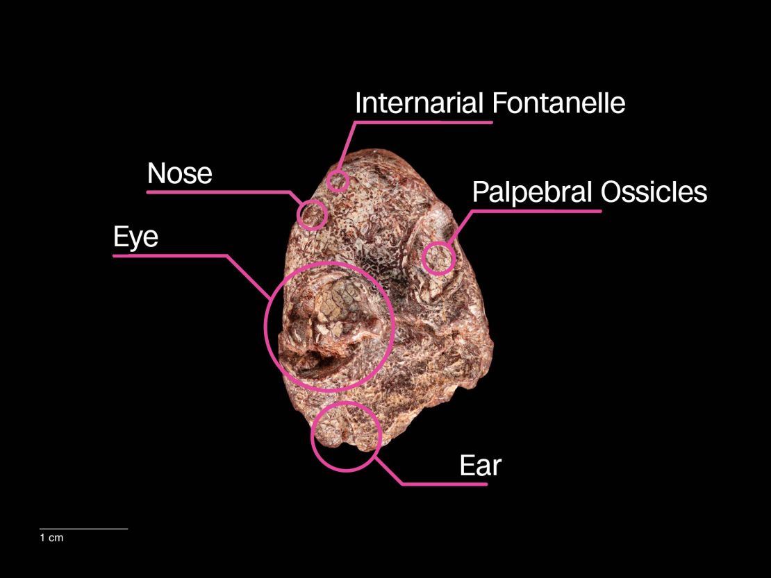 The researchers believe the small opening at the tip of the critter's snout, the internarial fontanelle, held a mucus gland that would aid in catching insects. The palpebral ossicles were small boney shingles embedded within the eyelid to protect the eye.