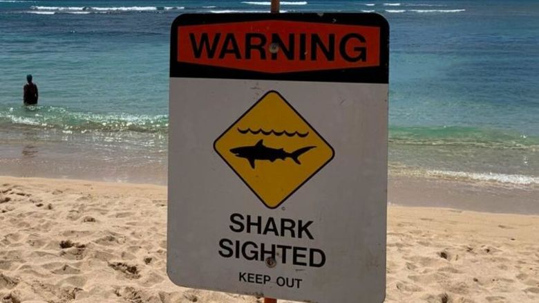 KITV sharks.jpg