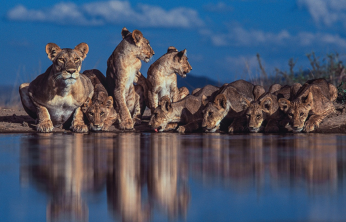 Du Toit once spent 16 months at a waterhole waiting to capture images of free-ranging lionesses and cubs in Kenya’s South Rift Valley. He says he spent three months laying in the water, to get the perfect shot.