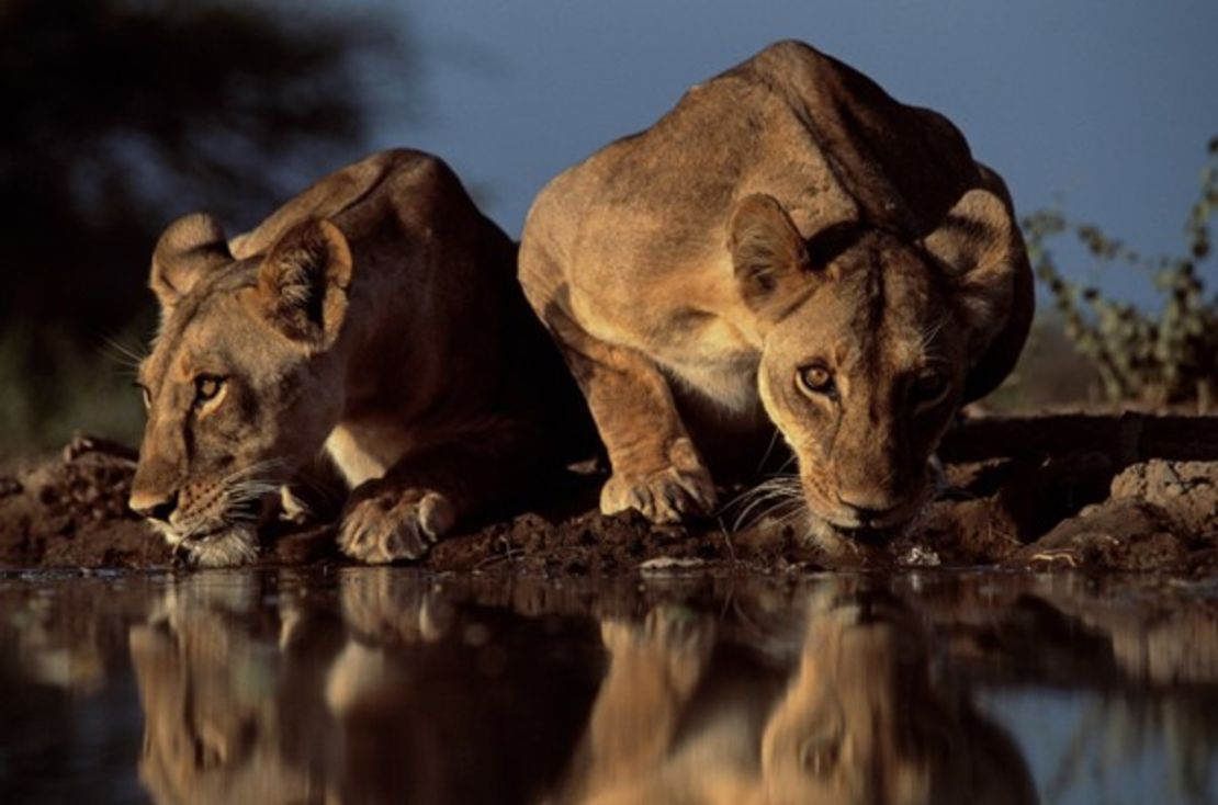 It took Du Toit 16 months to capture this image of lions at a waterhole in Kenya’s South Rift Valley.