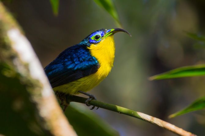 The<strong> yellow-bellied sunbird-asity</strong> is found at altitude in <a href="https://www.iucnredlist.org/species/22698777/118899364" target="_blank">shrubland and forests in the east and north of Madagascar</a>. The small bird has a distinctive curved bill to feed on nectar, and males are usually more brightly colored than females.