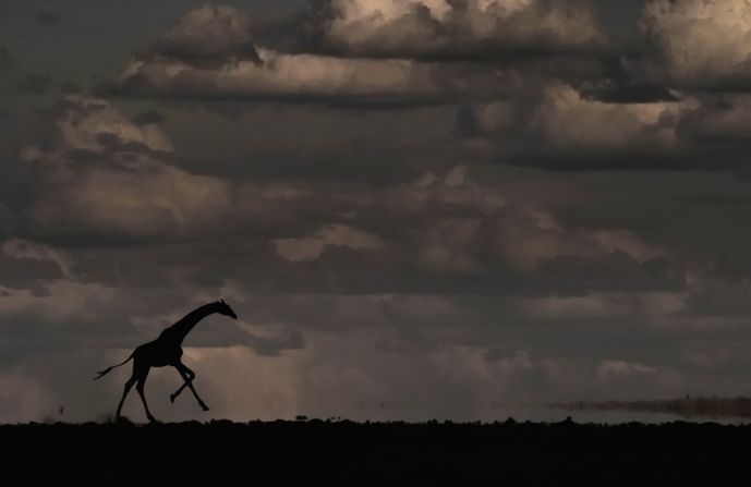 A giraffe galloping under a cloudy sky in Amboseli.