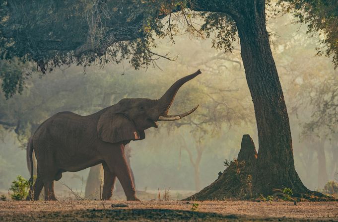 The series shows elephants in a forest on the border of Zambia and Zimbabwe. “I just found places in the forest that work right, where there was a beautiful window or there was a beautiful light coming through, and I just wait for an elephant to show up,” said du Toit of the process.