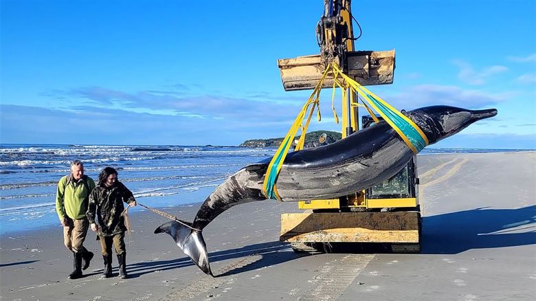 Spade-toothed whale washes up on New Zealand coast.