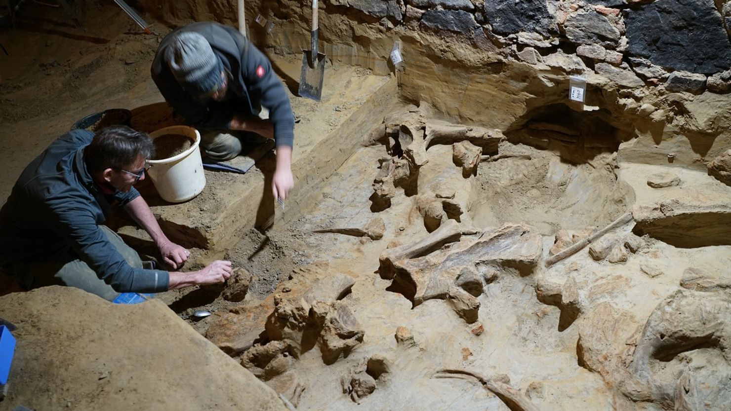 While renovating his wine cellar in Gobelsburg in the district of Krems, Andreas Pernerstorfer discovered huge bones that turned out to belong to Stone Age mammoths.