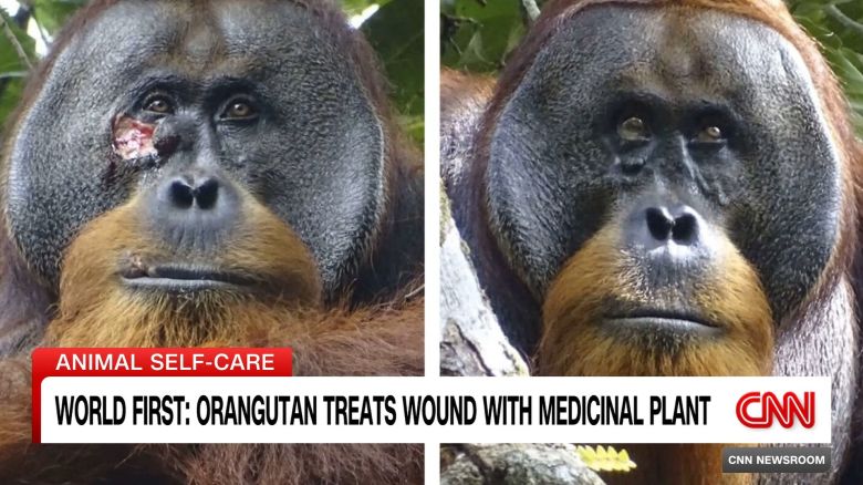 <p>CNN's Kim Brunhuber speaks with Dr. Isabelle Laumer, from the Max Planck Institute of Animal Behavior, about her work with orangutan research</p>