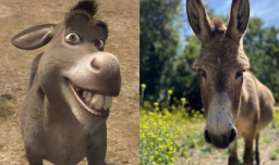 Muere Pericles, el burro que inspiró al personaje de "Burro" en Shrek