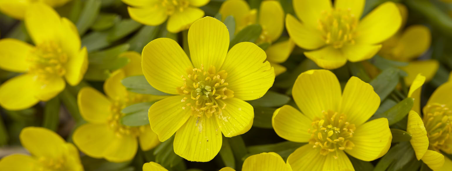 Havens erantis (Eranthis hyemalis) blomstrer sidst på vinteren og først på foråret