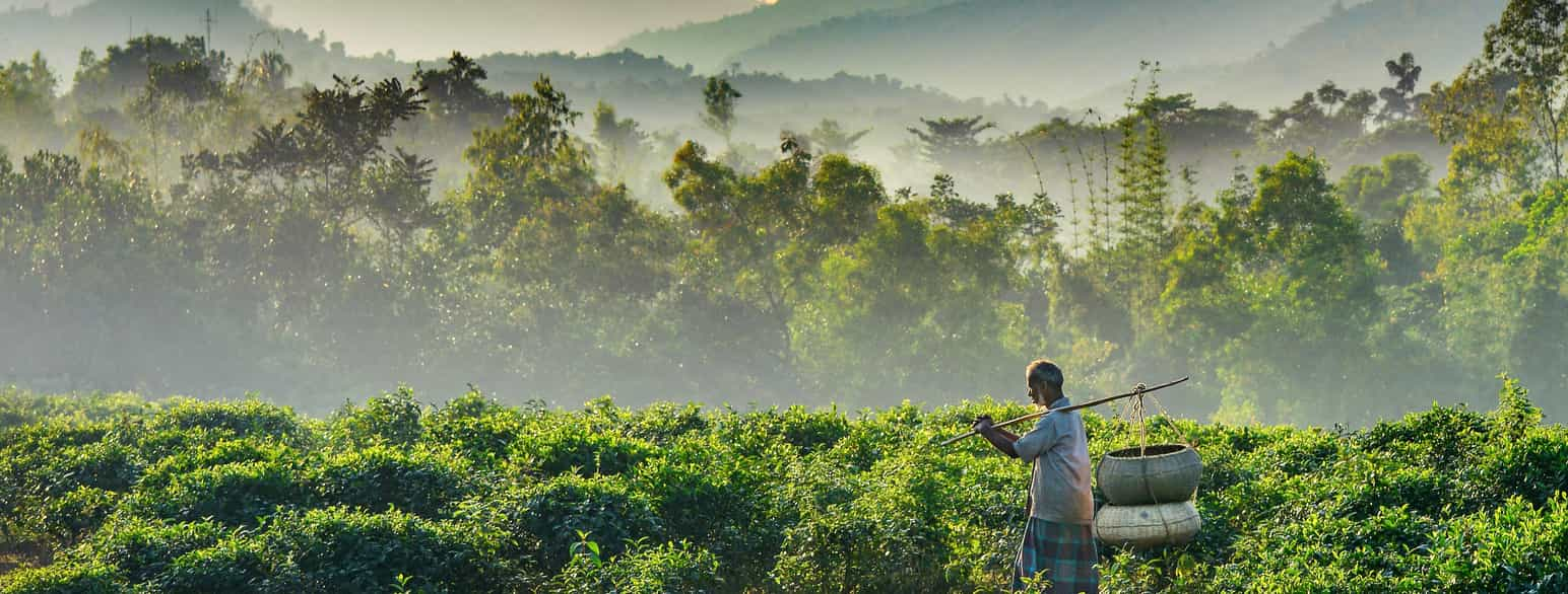 En ældre herre går i en teplantage i Jaflong, Sylhet, Bangladesh