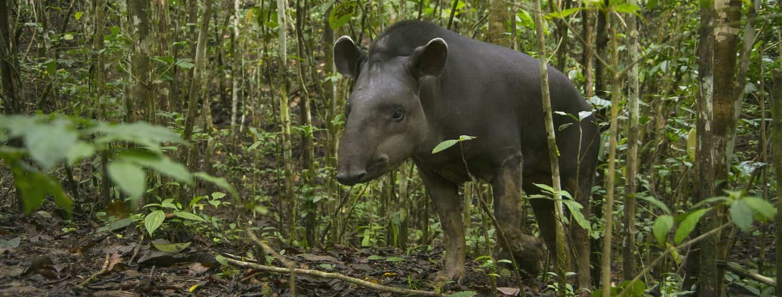 Stor sydamerikansk tapir i Ecuadors regnskov.