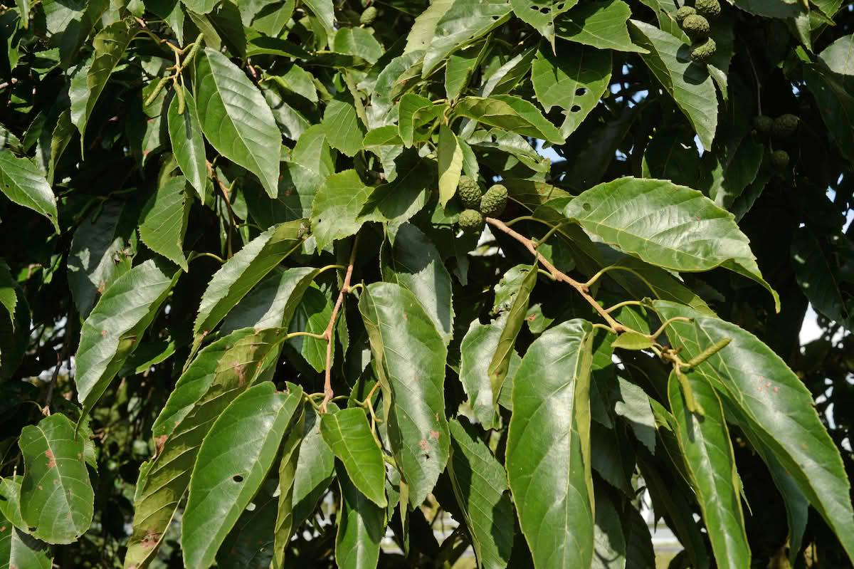 El