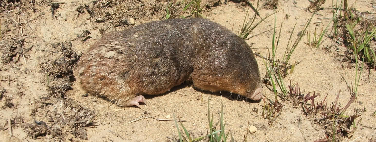 Guldmuldvarp af slægten Chrysospalax i Sydafrika