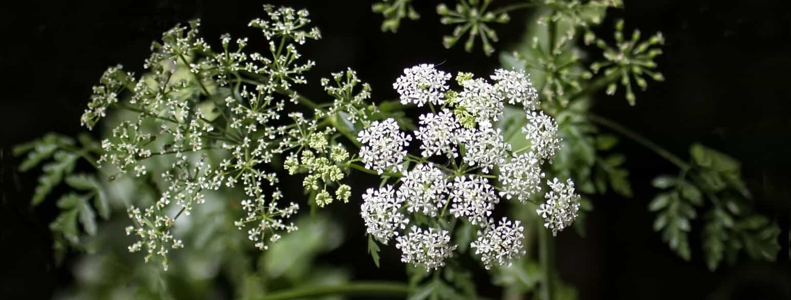 Skarntyde (Conium maculatum) blomstrer i juni-juli