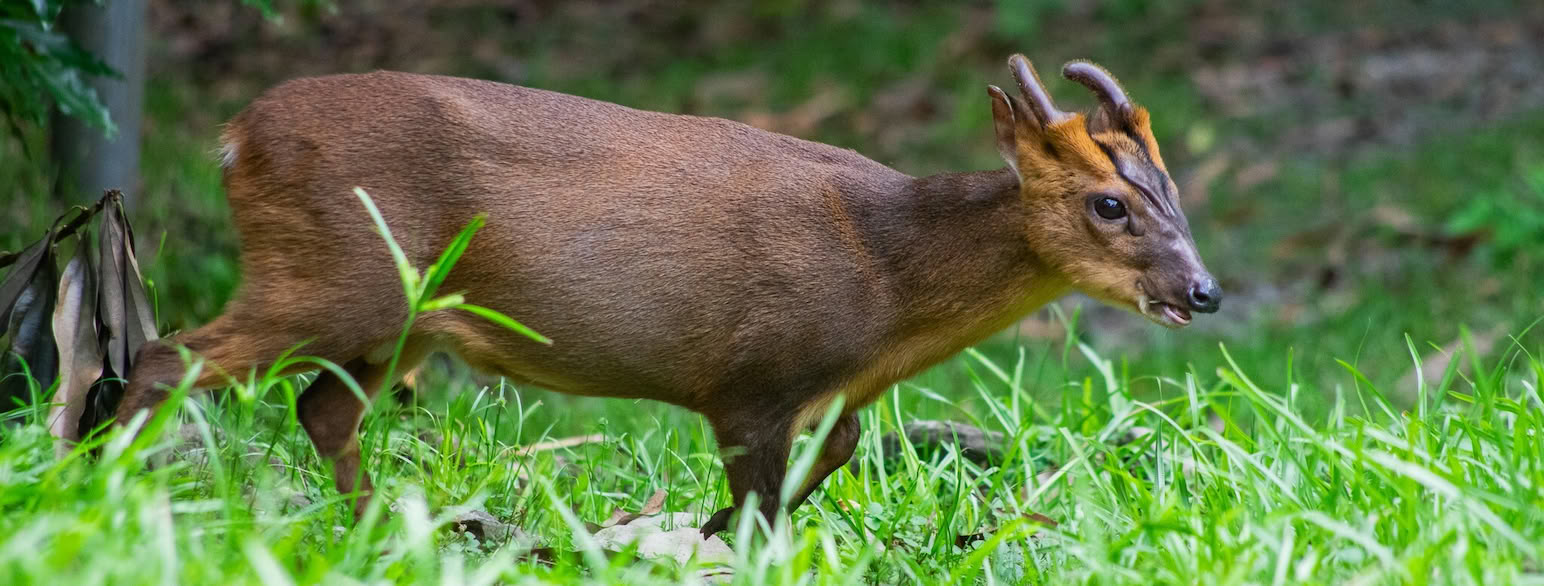 Kinesisk muntjak i højlandet på det nordlige Taiwan