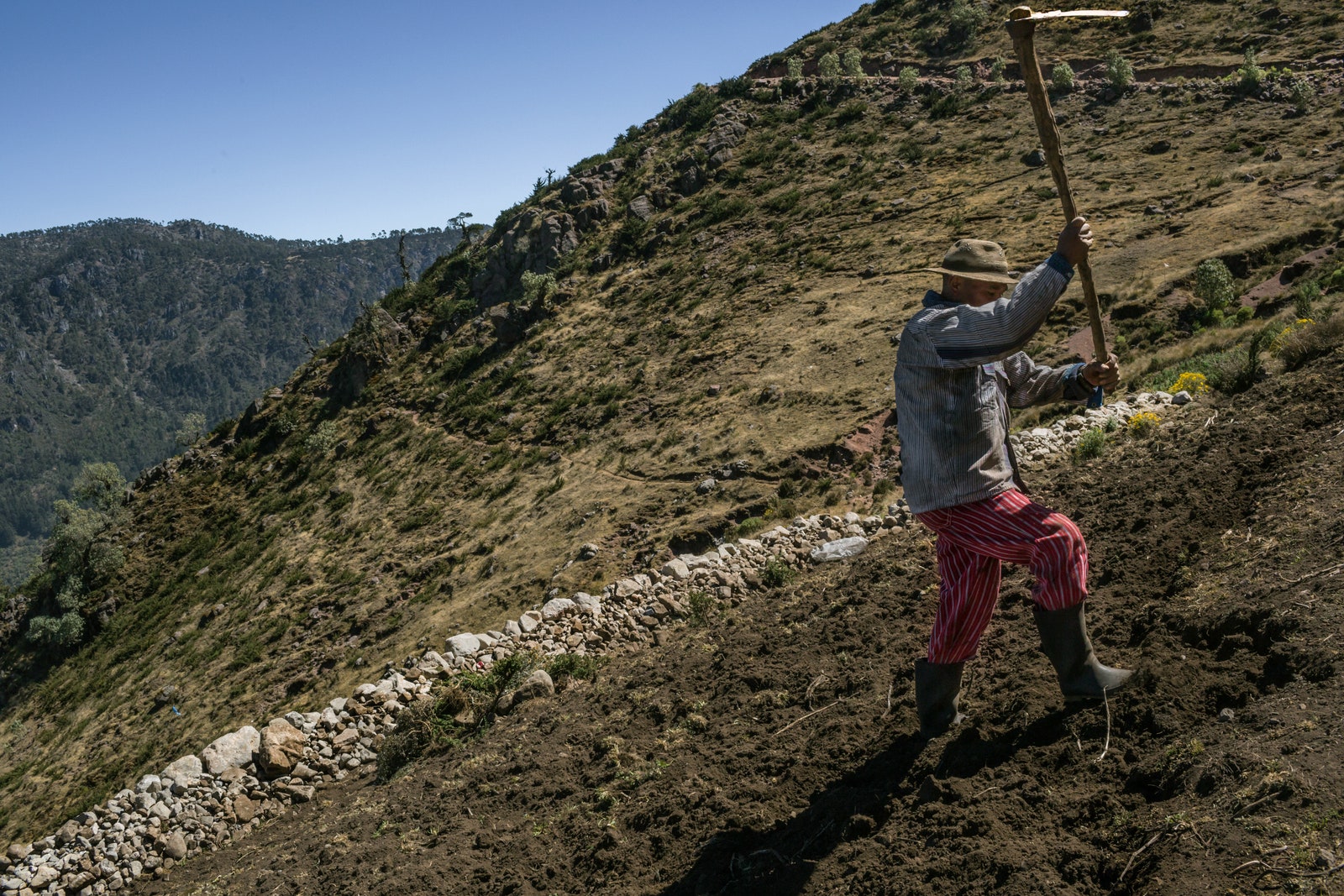 A worker prepares the land for the next harvest.