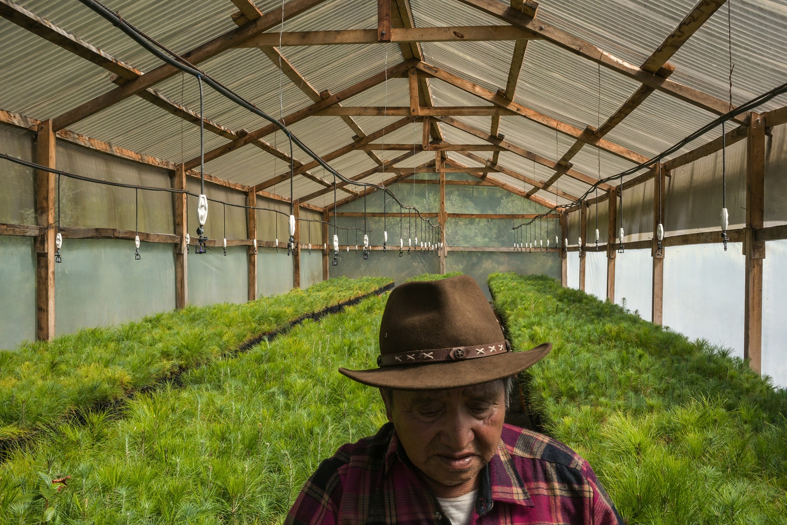 A farmer in a greenhouse.