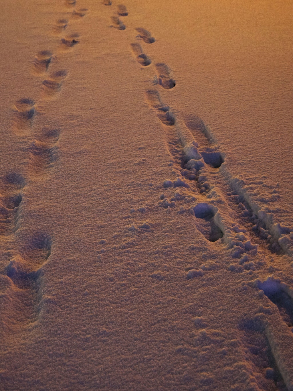 Voices Lost in Snow