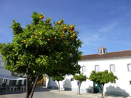 Les orangers près de la cathédrale