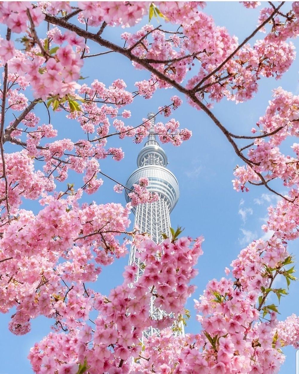 Le Tokyo Sky Tree vu du parc Sumida