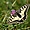 Machaon