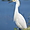 Aigrette