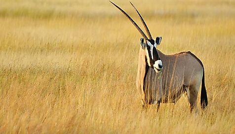 Namibie - d’Etosha au désert du Namib en lodges de charme - 12j