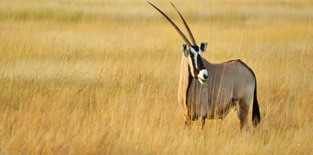 Namibie - d’Etosha au désert du Namib en lodges de charme - 12j