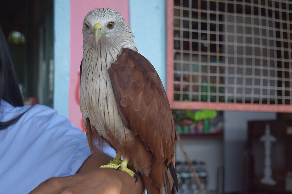 Un aigle se pose sur la main 