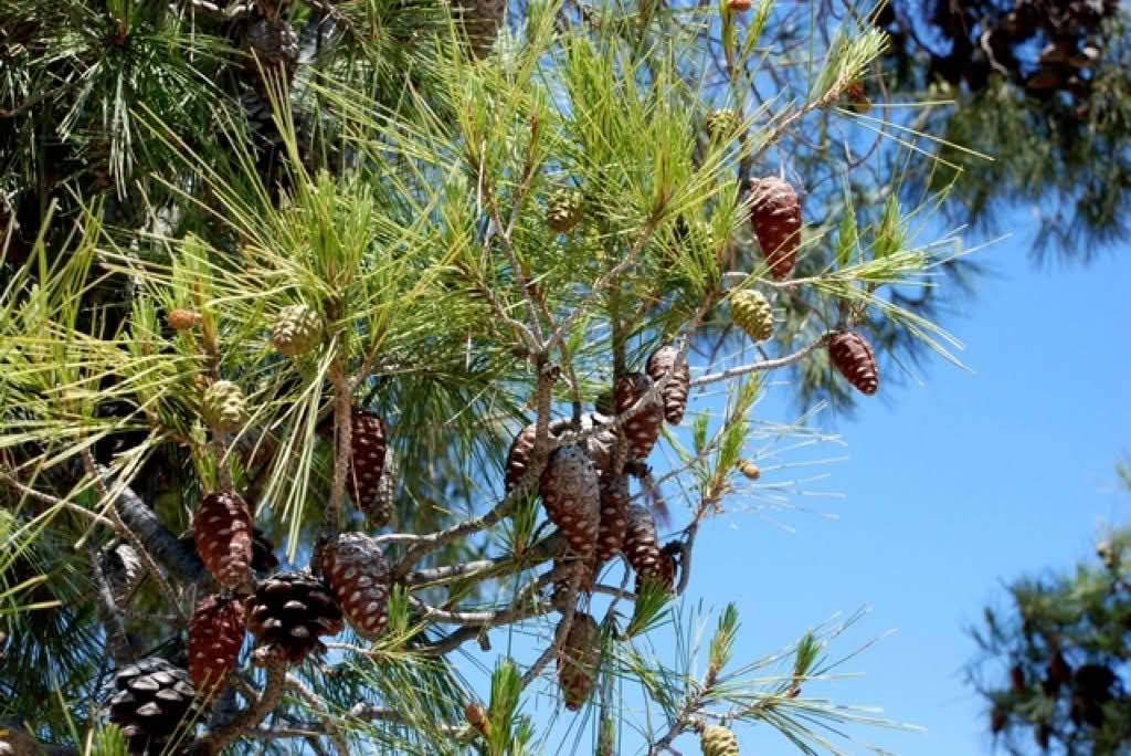 Pinus halepensis