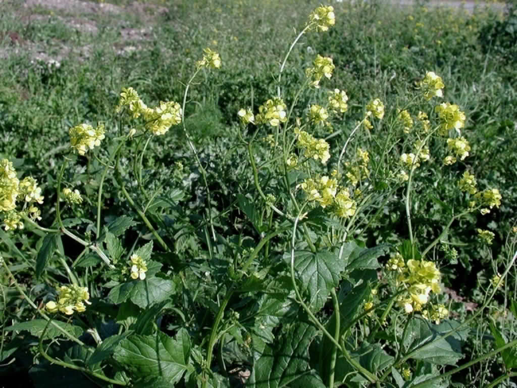 Sinapis arvensis