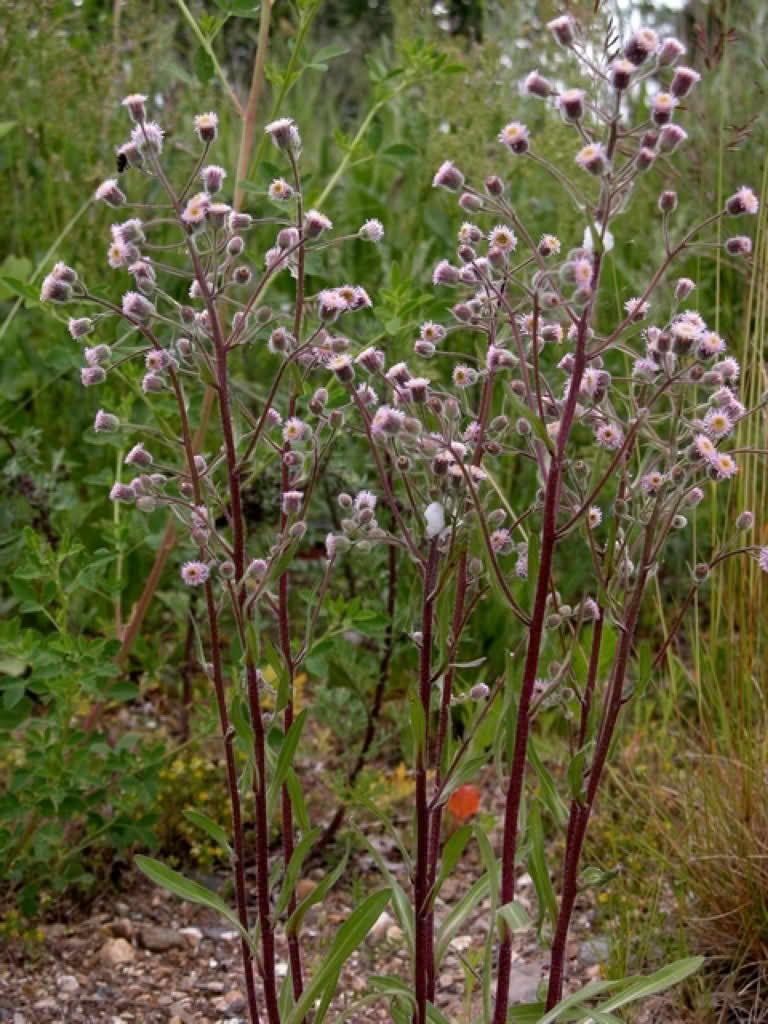 Erigeron acer