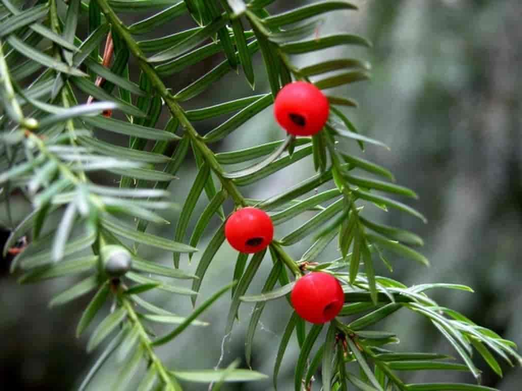 Taxus baccata