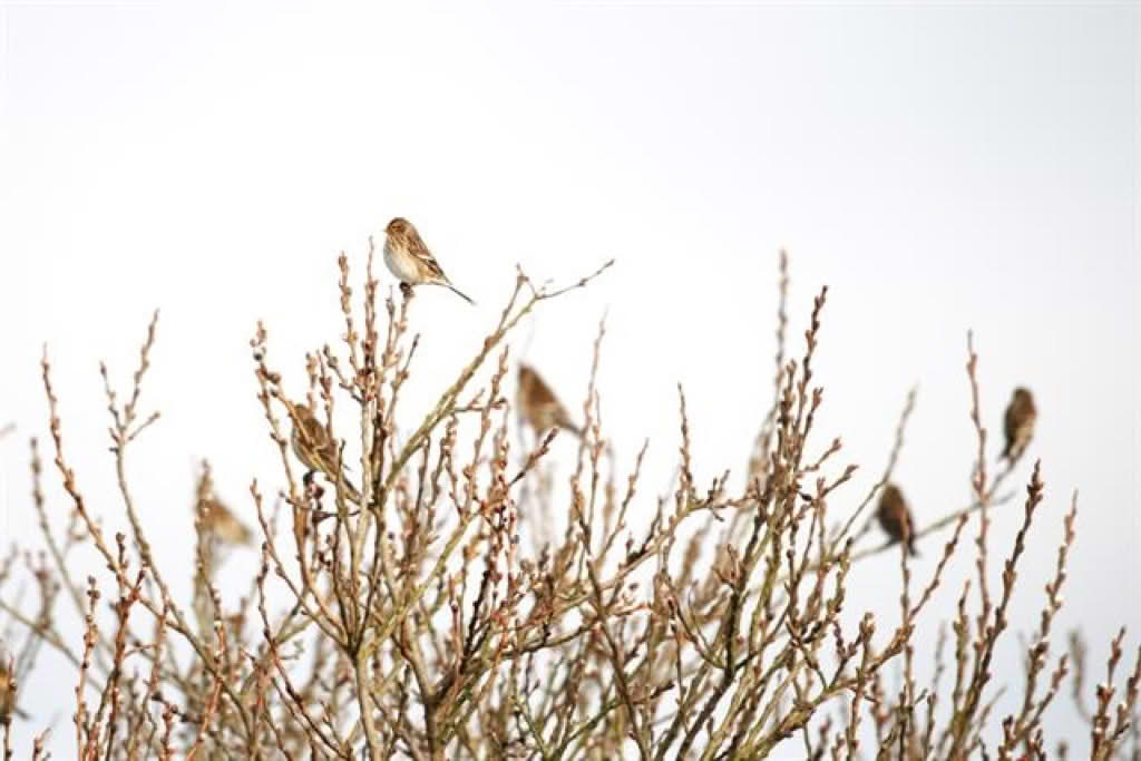 Carduelis flavirostris