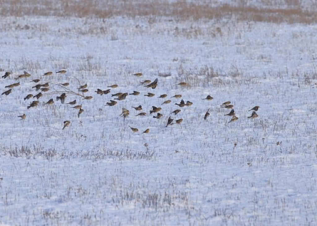 Carduelis flavirostris
