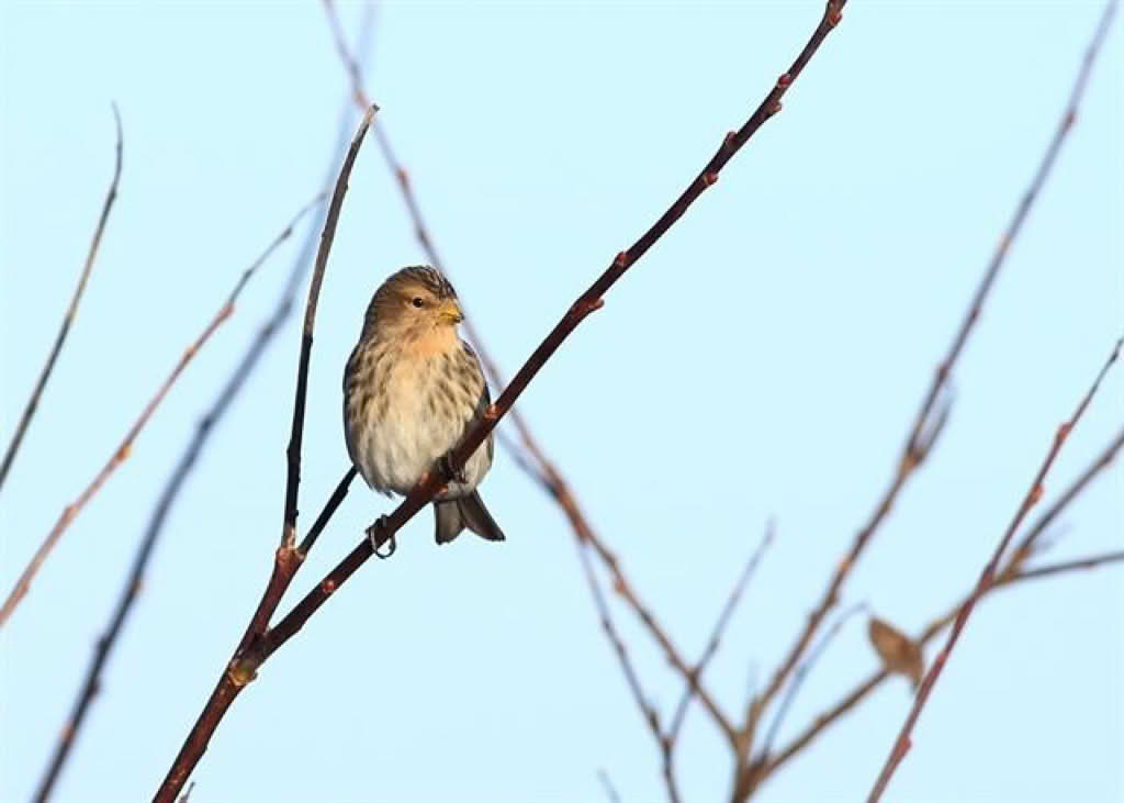 Carduelis flavirostris