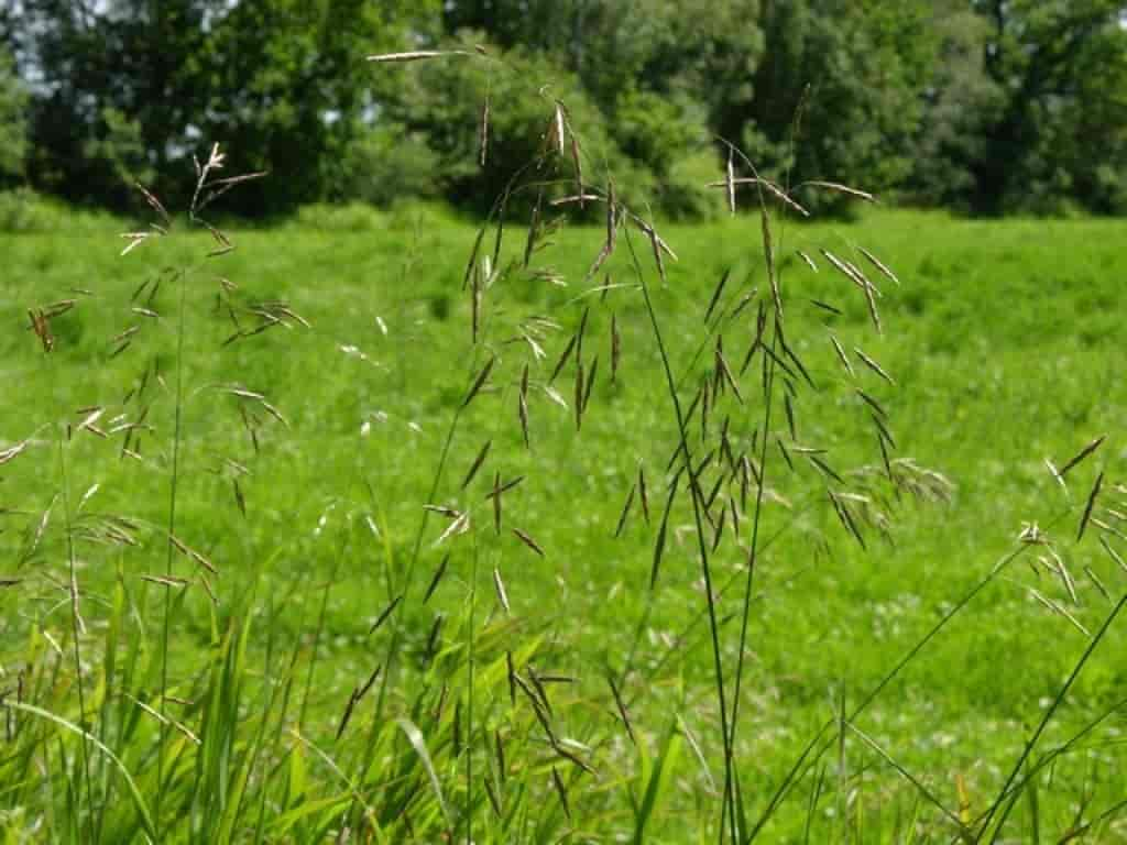 Bromus inermis