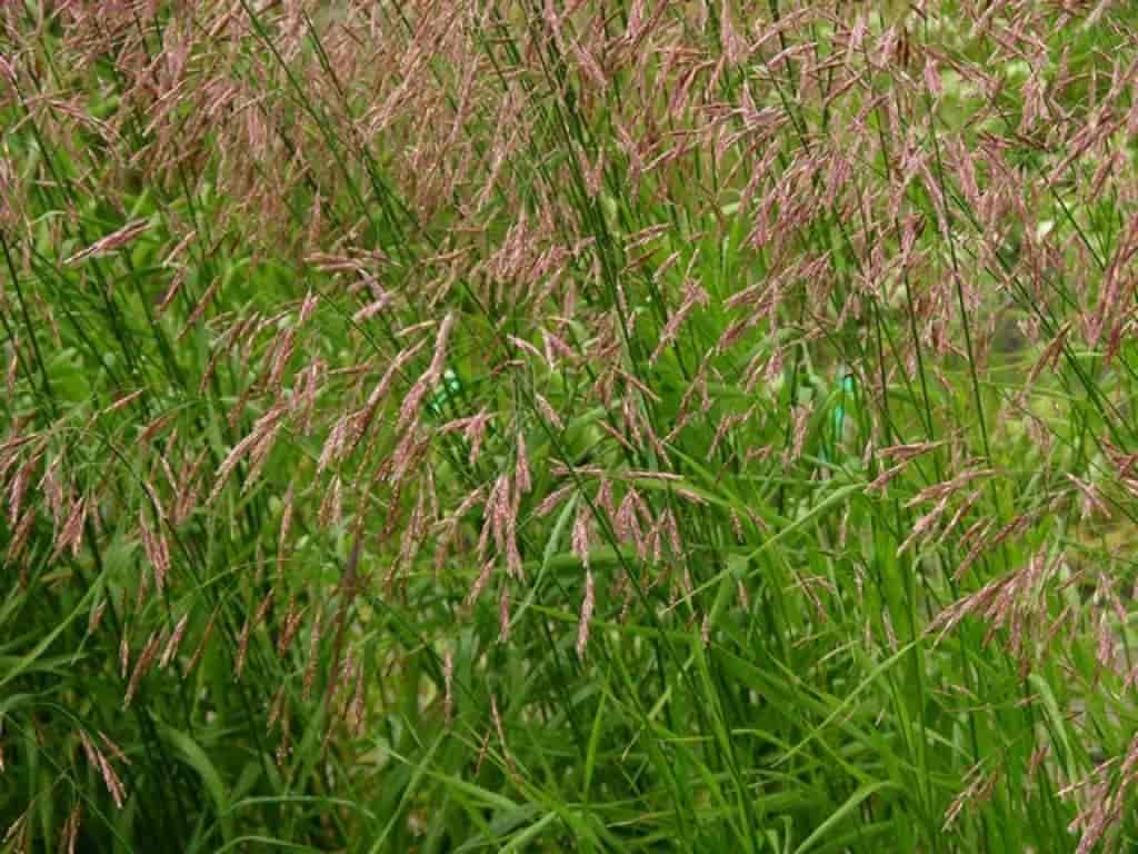 Bromus inermis