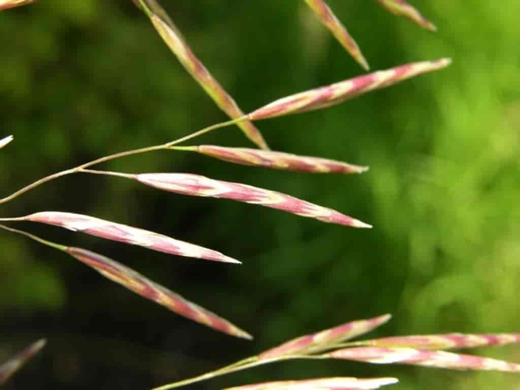 Bromus inermis