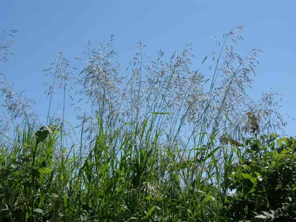 Bromus inermis