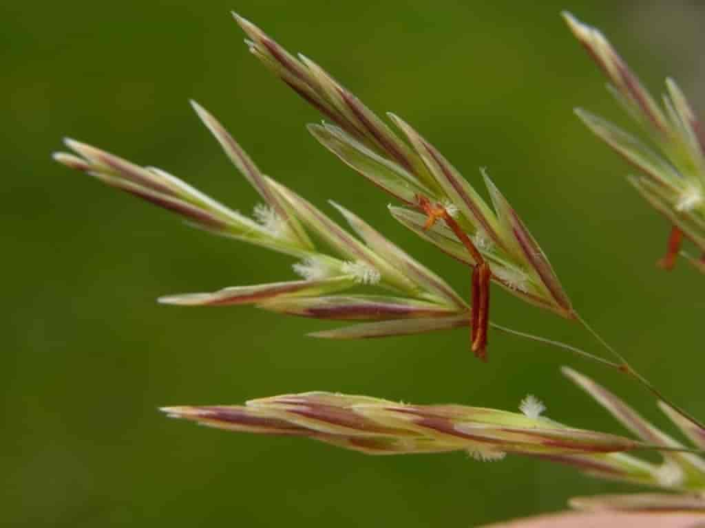 Bromus inermis