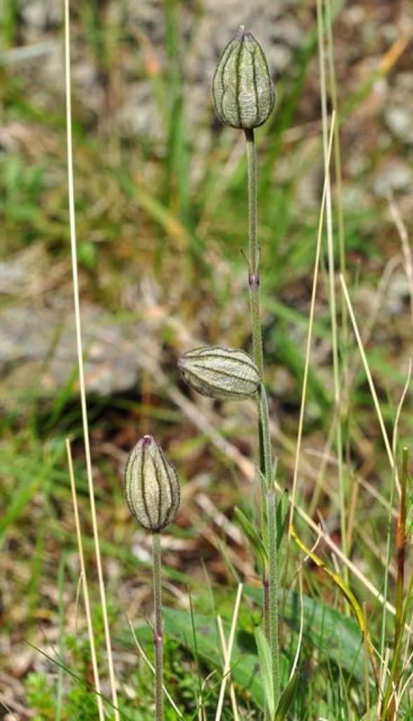 Silene wahlbergella