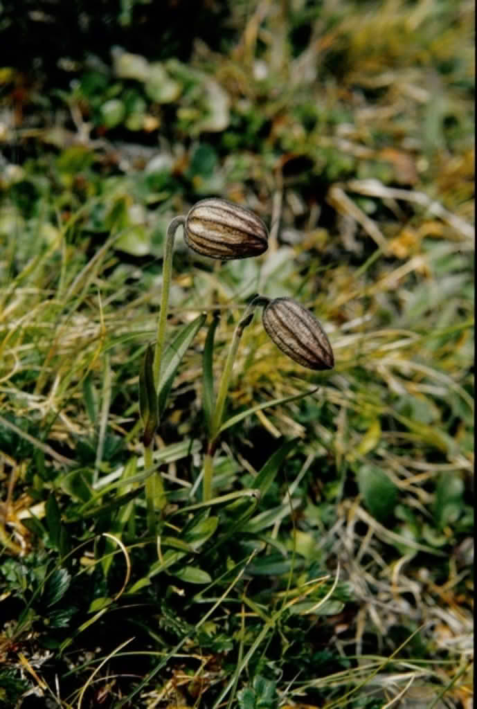 Silene wahlbergella