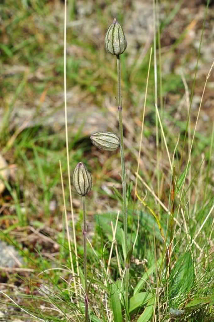 Silene wahlbergella
