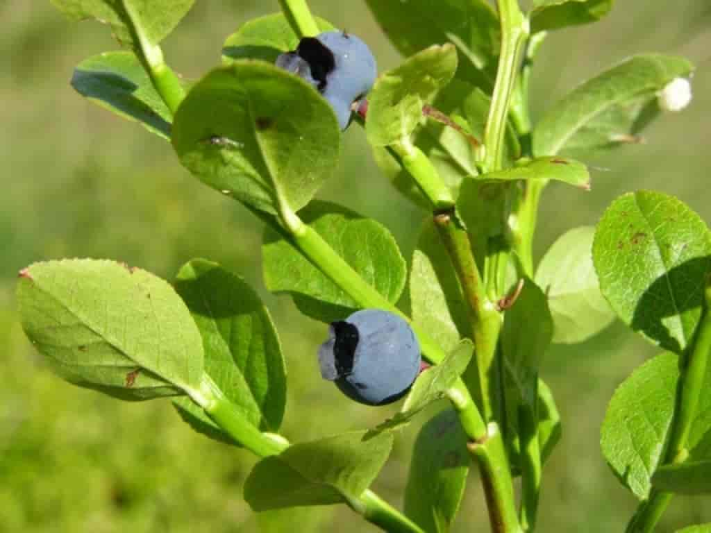 Vaccinium myrtillus