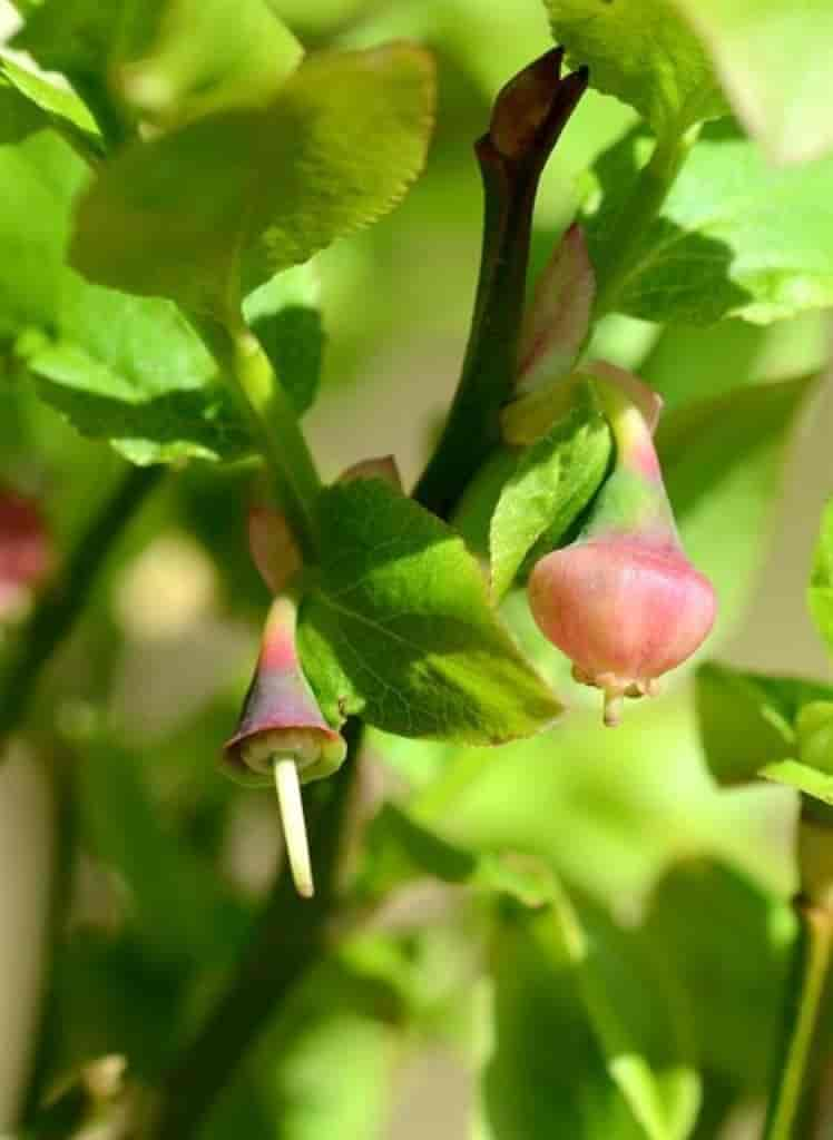 Vaccinium myrtillus