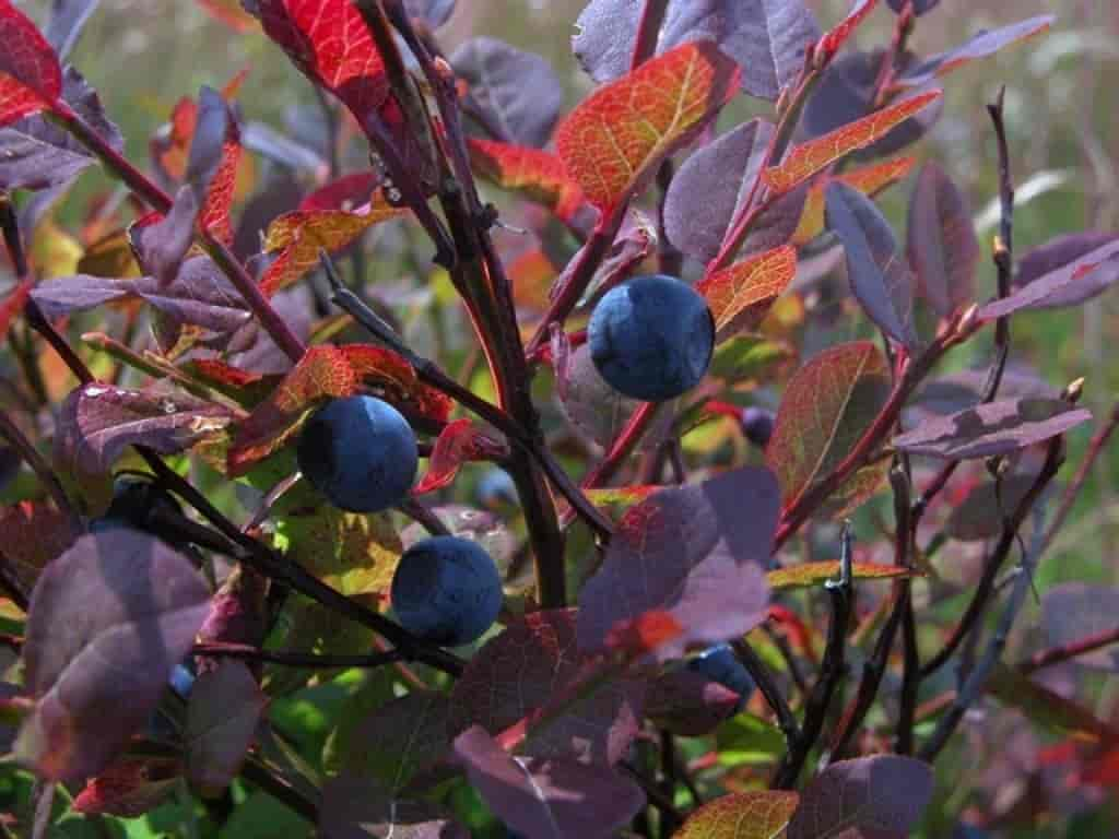 Vaccinium myrtillus