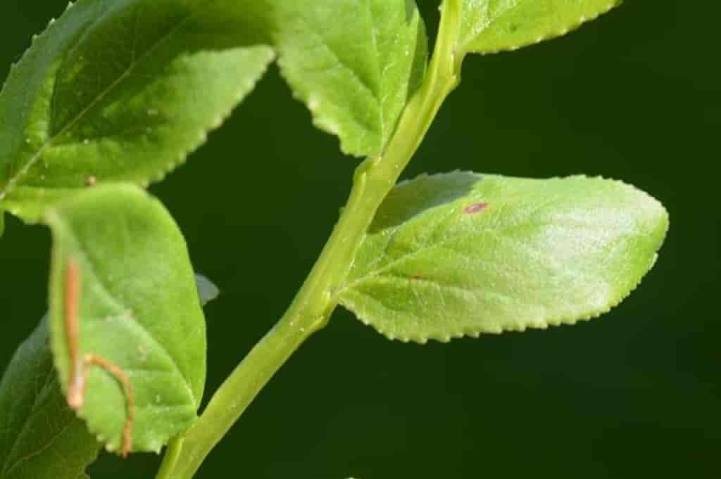 Vaccinium myrtillus