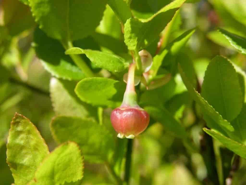 Vaccinium myrtillus