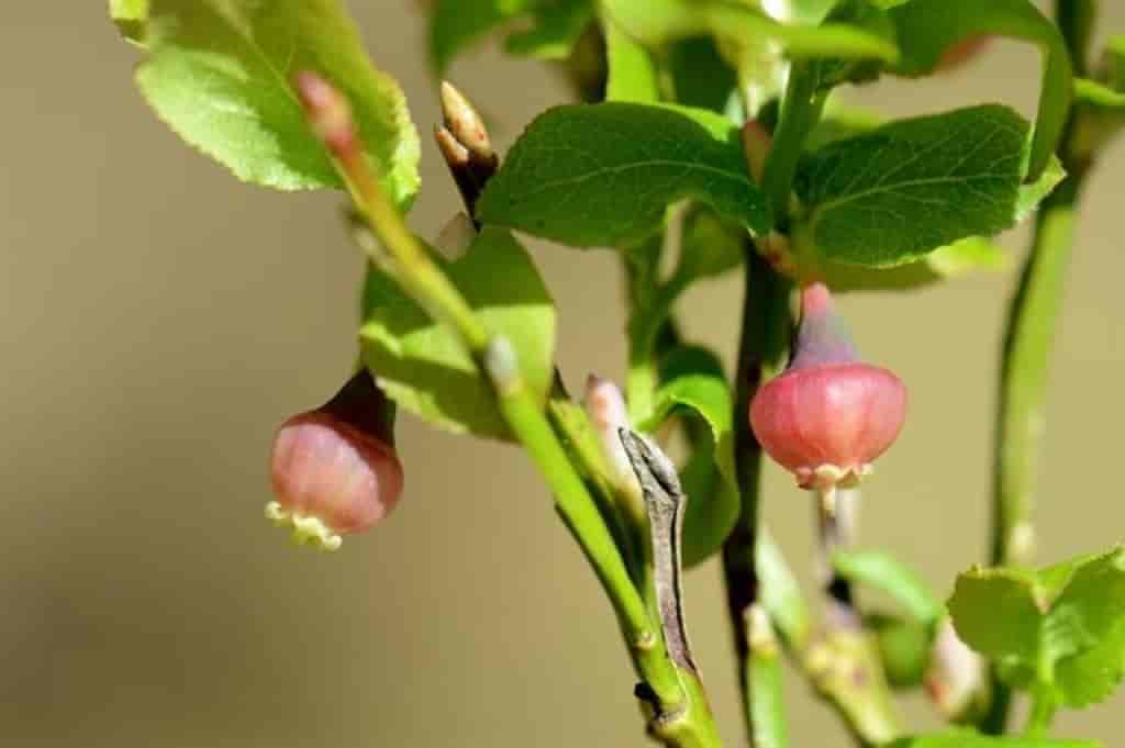 Vaccinium myrtillus